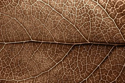 Detailed close-up of a leaf pattern in earthy brown tones Stock Photos