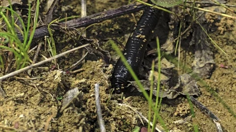 Detailed close up of a leech crawling over damp sand with segmented body mo.. Video stock 337936605
