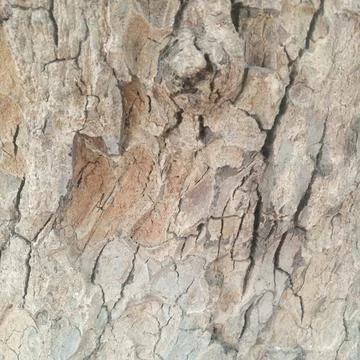 Detailed close up light colored flaky tree bark texture raw material Stock Photos