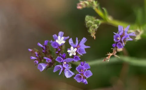 Detailed close-up of Limonium sinuatum, a wild coastal plant of Cyprus, featu Foto stock