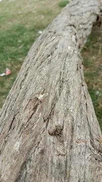 Detailed close up long fallen tree log showing cracked dry bark surface Stock Photos