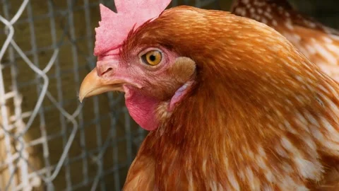 A detailed close-up macro video of a brown hen's head.  Stock Footage 320568942