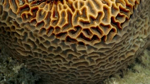 Detailed Close Up of Massive Brain Coral Texture Vidéo 339545867