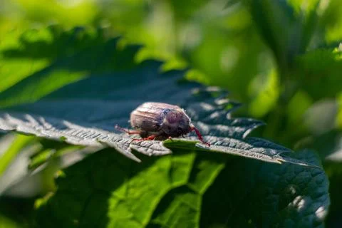 Detailed close-up of a May bug  Stock Photos
