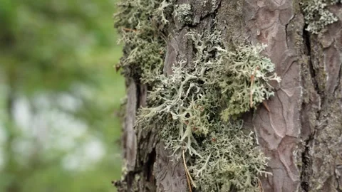 Detailed close-up of moss growing on a pine tree trunk Stock Footage 343703479