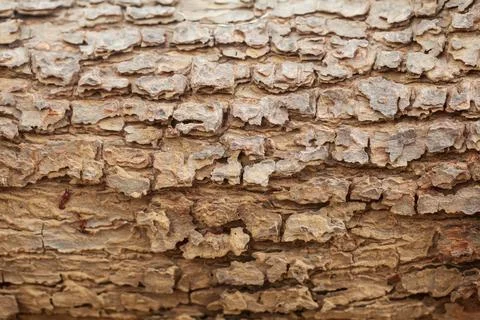 Detailed close up of an old mango tree trunk. Stock Photos
