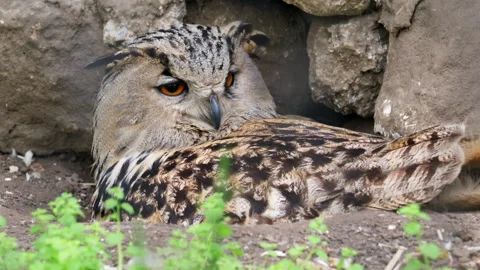 Detailed close up of an owl resting on the ground near rocks Stock Footage 336853743