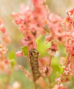 Detailed close-up of Oxyria digyna, a wild Mediterranean plant in Cyprus, sho Stock-Fotos