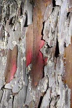 Detailed Close-Up of Peeling Tree Bark with Red Undertones Stock Photos