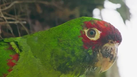Detailed close-up of red-headed parrot Psittacara mitratus in Miraflores, Lima Stock Footage 309525800