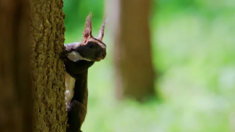Detailed close up of a red squirrel moving along textured tree bark, Stock Footage 337242972