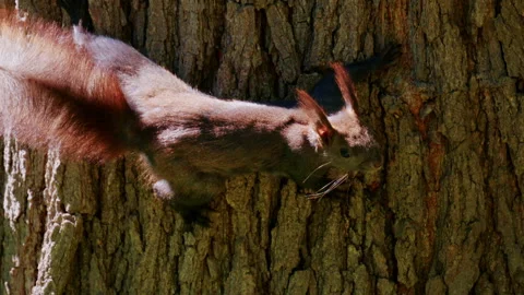 Detailed close up of a red squirrel moving along textured tree bark, Stock Footage 337243067