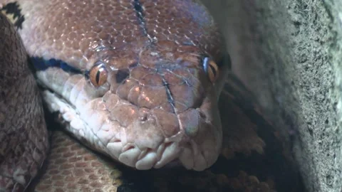 Detailed Close Up Of Reticulated Python Turning Head Stock Footage 330410284