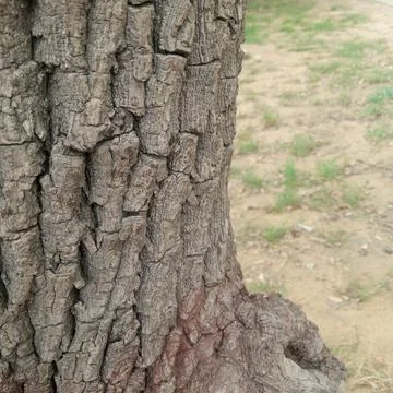 Detailed close up rough scaly tree bark horizontal fissures background Fotos de archivo