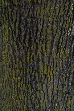 Detailed close-up of rough tree bark, showcasing natural textures and pattern Stock Photos