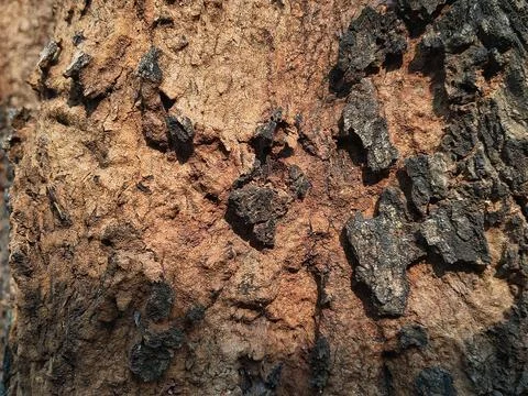 Detailed close-up of rough tree bark texture with natural brown and black tones. Stock Photos