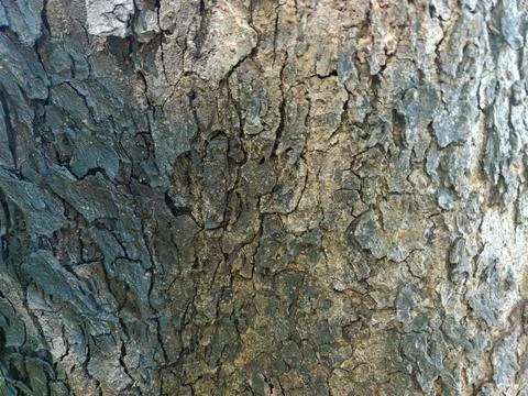 Detailed close-up of rough tree bark texture Stock Photos