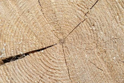 Detailed close-up of a sawn tree log cross section revealing concentric gro.. Stock Photos