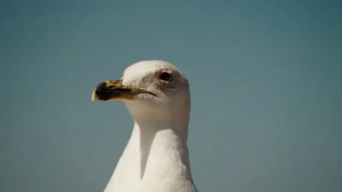 Detailed close-up of a seagull’s head with a sharp gaze, set against a Vidéo 308441218