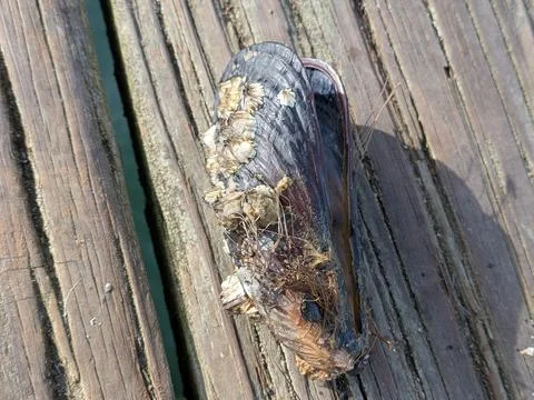 Detailed close-up of seashell covered in barnacles beneath wooden wharf Фото