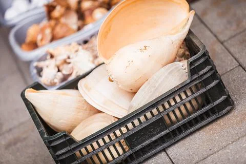 Detailed close up of shells Stock Photos