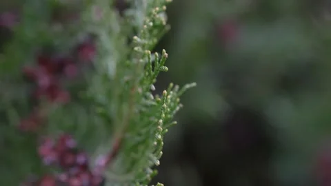 Detailed close up shot of pine tree's leaf. Stock Footage 171956231