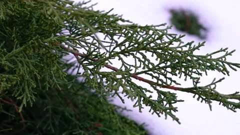 Detailed close up shot of pine tree's leaf. Stock Footage 172430053