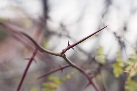 Detailed close-up shot of sharp thorns on a branch of a bush Stock Photos