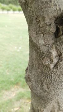 Detailed close up smooth grey tree bark tiny surface cracks texture Foto stock