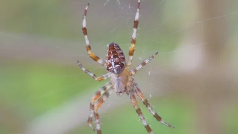 A detailed close-up of a spider on its web, highlighting nature's intricacy.. Stock Footage 295195688
