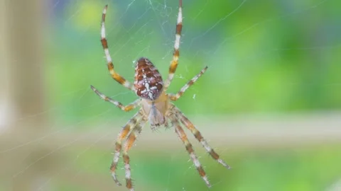 A detailed close-up of a spider on its web, highlighting nature's intricacy.. Stock Footage 295195714
