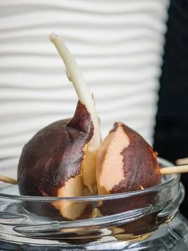 Detailed close up of a split avocado pit sprouting a young white shoot in a.. Stock Photos