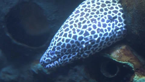 Detailed close-up of a spotted moray eel in an aquarium setting. Stock Footage 341348581