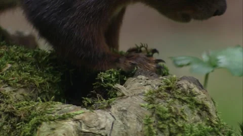 Detailed close-up of a  squirrel on a tree stump as it marks the surface with Stock Footage 322216621