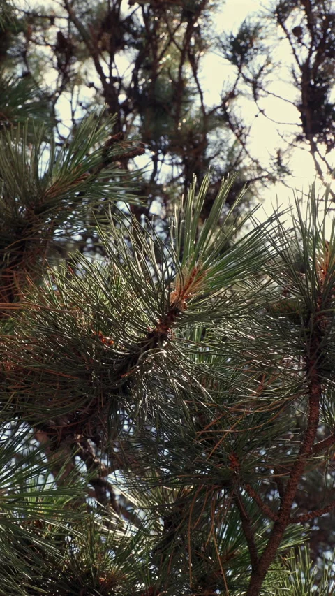 Detailed Close-Up Of Sunlit Pine Needles And Branches. Focus On The Texture And  Stock Footage 314505291