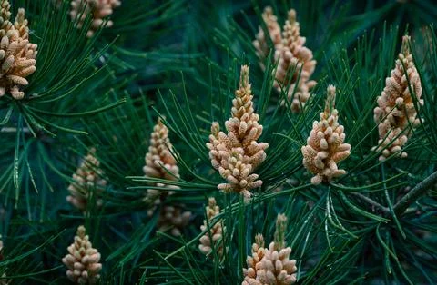 Detailed Close-Up of Textured Pine Cones with Earthy Tones Stock Photos