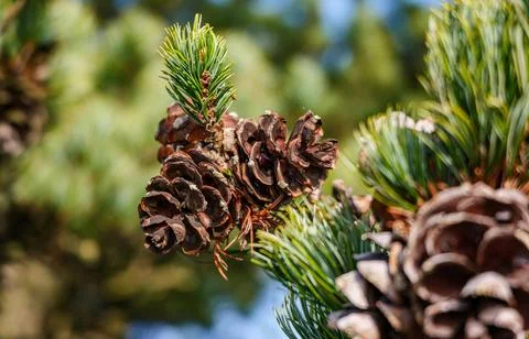 Detailed Close-Up of Textured Pine Cones with Earthy Tones Stock Photos
