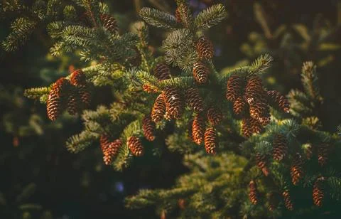 Detailed Close-Up of Textured Pine Cones with Earthy Tones Stock Photos