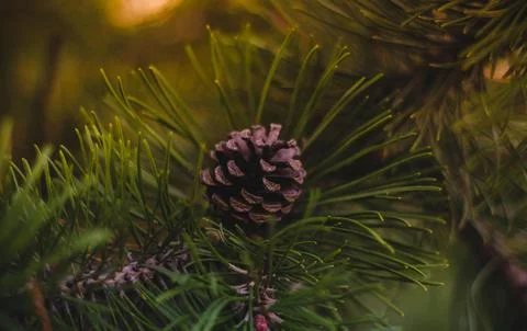 Detailed Close-Up of Textured Pine Cones with Earthy Tones Stock Photos