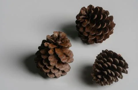 Detailed Close-Up of Textured Pine Cones with Earthy Tones Stock Photos