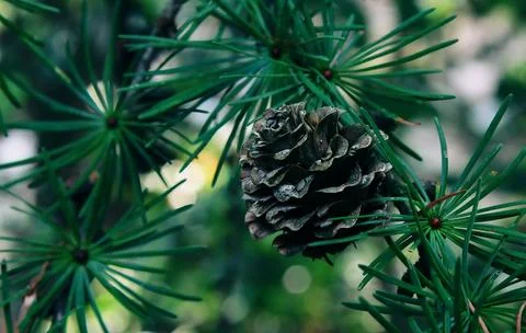 Detailed Close-Up of Textured Pine Cones with Earthy Tones Stock Photos