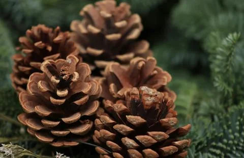 Detailed Close-Up of Textured Pine Cones with Earthy Tones Stock Photos