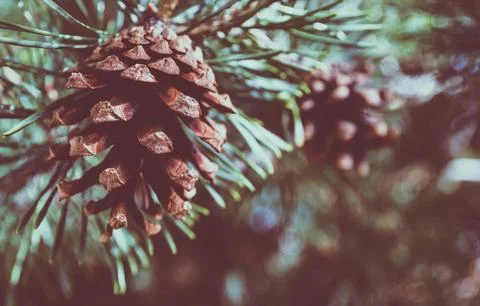 Detailed Close-Up of Textured Pine Cones with Earthy Tones Stock Photos