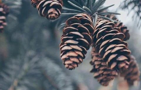 Detailed Close-Up of Textured Pine Cones with Earthy Tones Stock Photos