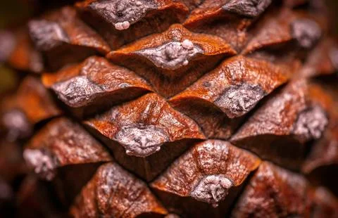 Detailed Close-Up of Textured Pine Cones with Earthy Tones Stock Photos