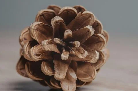 Detailed Close-Up of Textured Pine Cones with Earthy Tones Stock Photos