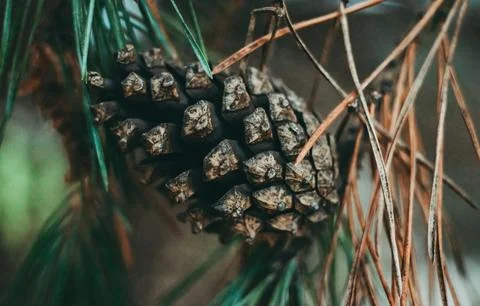 Detailed Close-Up of Textured Pine Cones with Earthy Tones Stock Photos