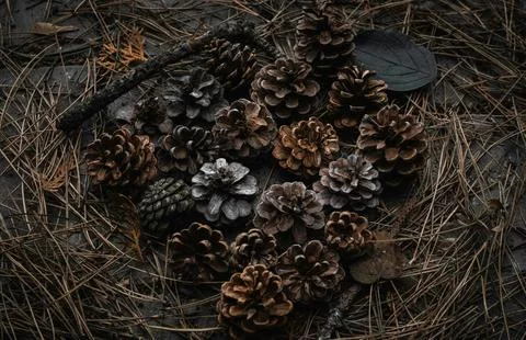 Detailed Close-Up of Textured Pine Cones with Earthy Tones Stock Photos