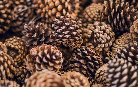 Detailed Close-Up of Textured Pine Cones with Earthy Tones Stock Photos