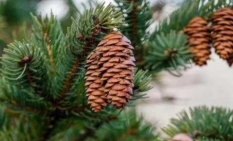 Detailed Close-Up of Textured Pine Cones with Earthy Tones Stock Photos